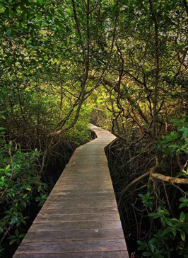 Banyuwangi Mangrove Trails