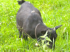 VENTE CHEVRES NAINES PICARDIE SOMME