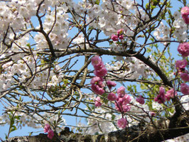 平良の桜