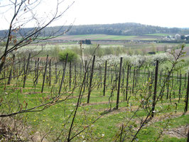Grape Vines on the Wijngaardberg in Wezemaal