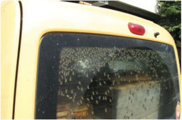 Bienen im Auto