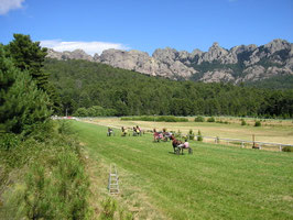 Courses Hippiques(cliquer sur la photo)