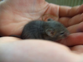 Geborgenheit , ohne Hunger!!(Blacky)