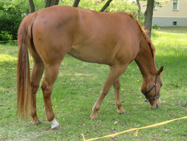 Paula mit Nase im Gras