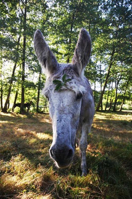 unsere Esel