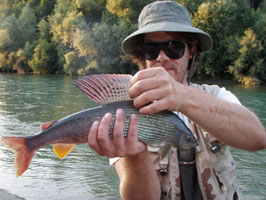 Eine Äsche mit 48cm ging 2009 Christian Aglassinger an den Haken.