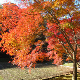 昭和の森公園