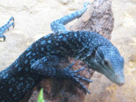 1.0 Varanus macraei