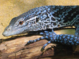0.1 Varanus macraei