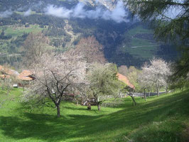 Prader Kirschblütenzeit