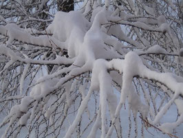Tausendfüssler in der Winterstarre