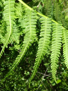 Oreopteris limbosperma, Vosges (photo ugo)