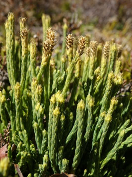 Diphasiastrum alpinum, Vosges (photo ugo)