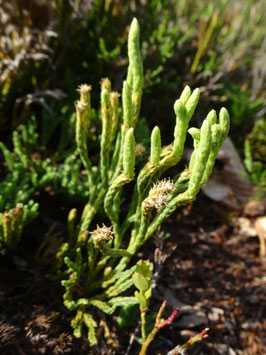 Diphasiastrum oellgaardii, Vosges (photo Ugo)