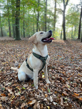 4 herders met een tuig van Non Stop Dogwear