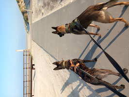 Links; Dog Copenhagen en rechts NonStop Dogwear
