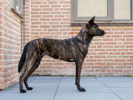 Herder met gezond gewicht. Een subtiel oplopende buiklijn en mooie bespiering.