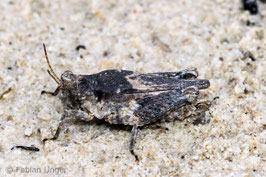 Türks Dornschrecke, Foto: Fabian Unger, LBV