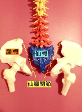 仙腸関節説明