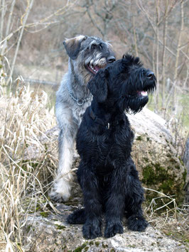 Dora vom Lettenbödle und Ajani von der Teck