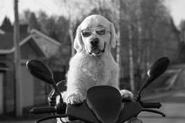 un chien golden retriever blanc assis au guidon d'une moto des lunettes sur le museau par coach canin 16 educateur canin charente