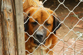 Un chien adulte de grande taille et de forte corpulence marron clair derrière un grillage par coach canin 16 éducateur canin en charente