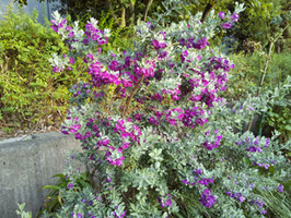 学名: Leucophyllum frutescens 花色: ピンク紫 種類: 常緑低木 開花時期: 5～6月／9～12月