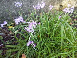 ヒガンバナ科 Tulbaghia属  Tulbaghia violacea　高さ30～60cmほどになる多年草。 地下茎が塊茎状に肥大します。 傷つけるとニンニクに似た臭いを出します。