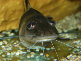 Pimelodus ornatus