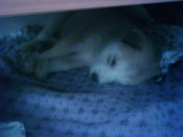 Rebell im Versteck!