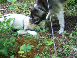 beim Spielen und Wandern im Wald