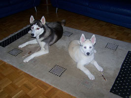 Buddy mit seinem Freund DayDay im neuen zu Hause