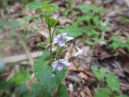 ニョイスミレ