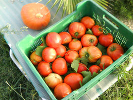 Die ersten Tomaten 15. Juni 09