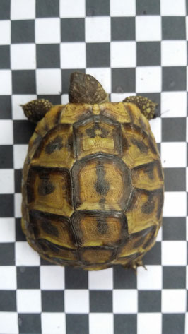 Karopapier für Schildkröten Fotodokumentation