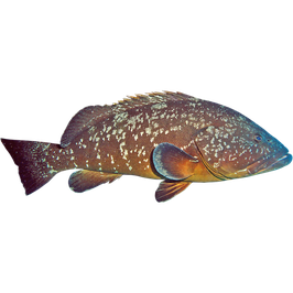 Epinephelus marginatus