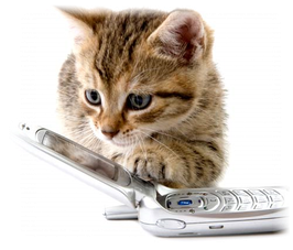 ecole du chat neuvecelle pension reservations