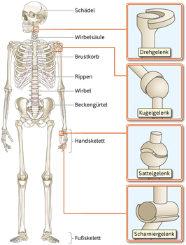 Skelett und Gelenke des Menschen, wissenschaftliche Illustration