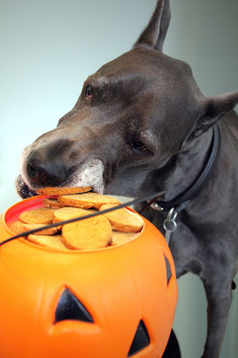 Hund nascht Kekse von Halloweenlampe_Bild von piety auf Pixabay