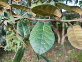 Quercus aff. miquihuanensis (="Q. autopista) un chêne bien mystérieux pas encore décrit - Arboretum Les Pouyouleix ® Jean-Baptiste BELLILI