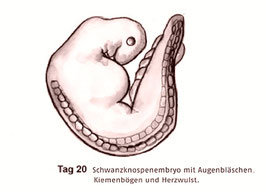 Grafik: Schwanzknospen-Embryo am 20. Tag