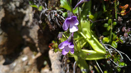 八ヶ岳 高山植物 2026