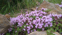 八ヶ岳　高山植物　2026