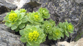 八ヶ岳 高山植物 2026
