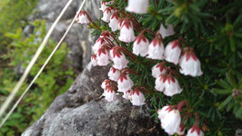 八ヶ岳 高山植物 2026