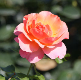 Rose ©