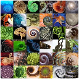 Le "code secret de la nature" - Le célèbre motif de la spirale de Fibonacci. Cliquer pour agrandir