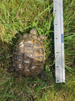 ausgesetzte Landschildkröte