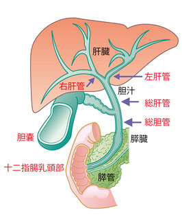 胆嚢の病気/長谷川動物病院