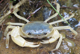 エビ類 千葉県野生生物研究会